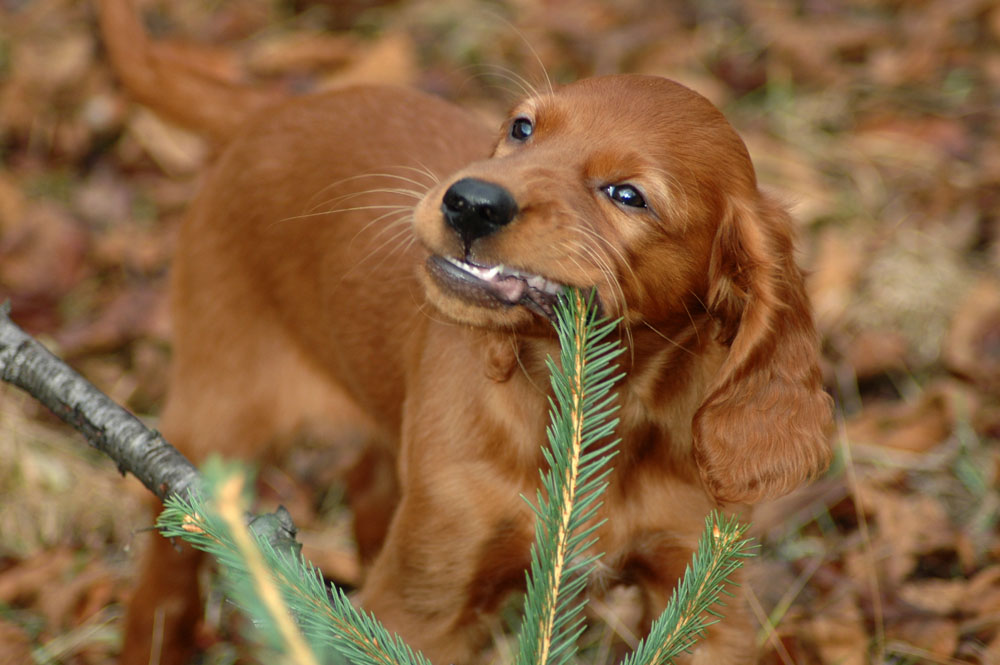 Irish setter puppy V