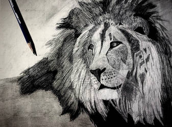 Pride, Lion Drawing