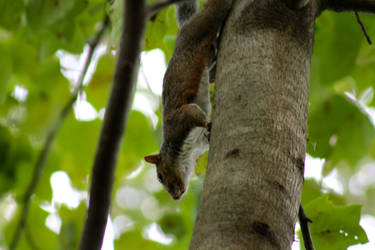 A Surveying Squirrel