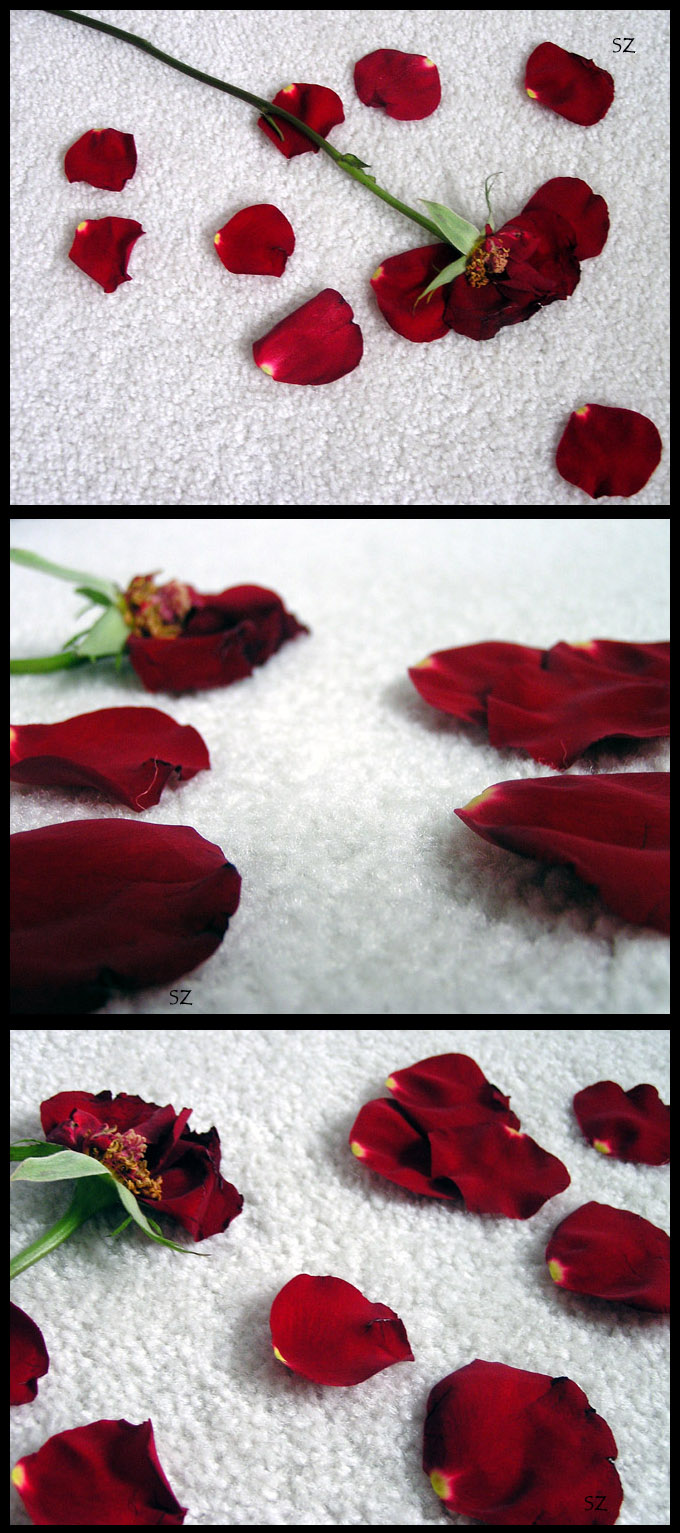 bleeding rose