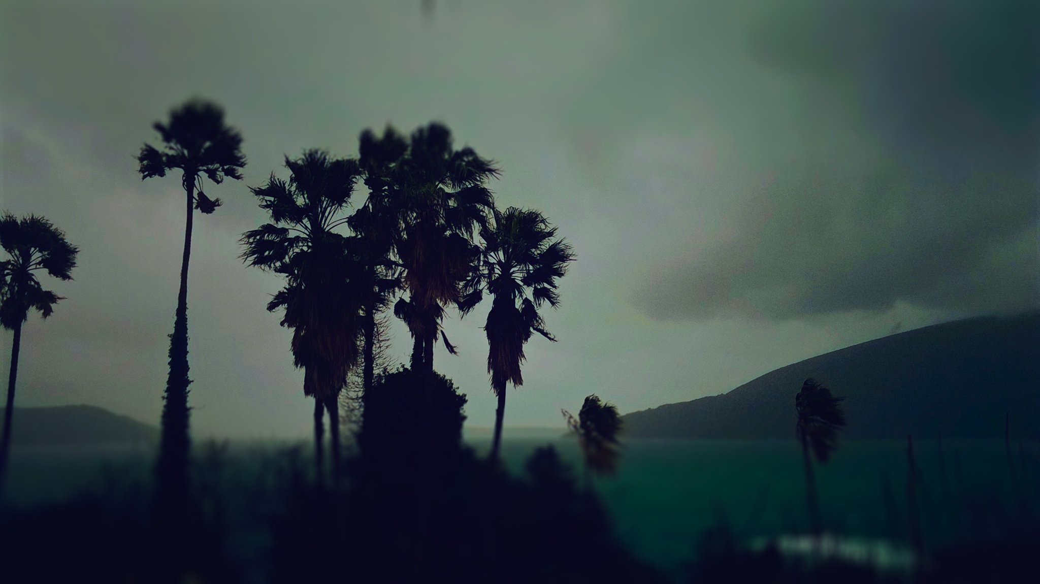 Palms over a bay