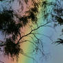 Rainbow and leaves