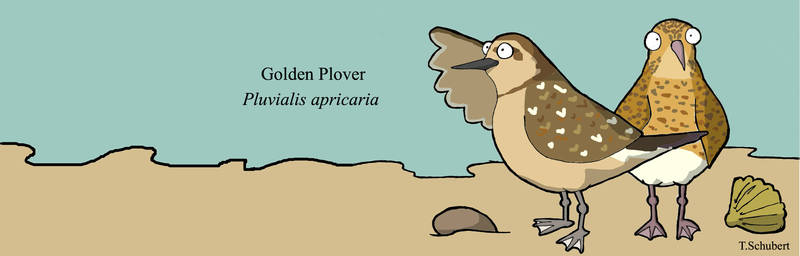 Golden plover cartoon