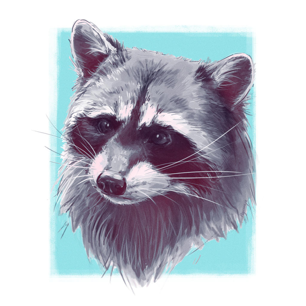 Racoon by Rysmaja on DeviantArt