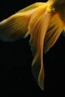 Goldfish tail