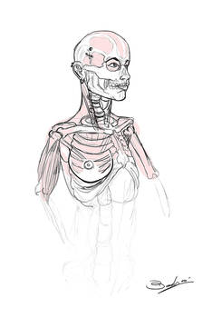 anatomy sketch