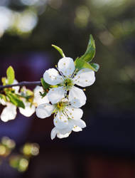 plum blossoms