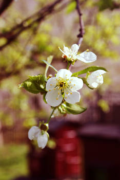 plum blossoms 2