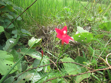 Florecilla del Campo.