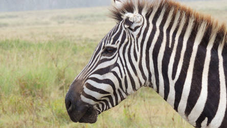 Mama Zebra