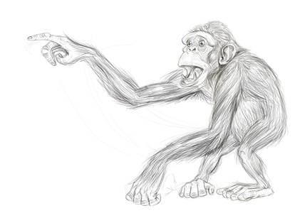 Chimp_sketch