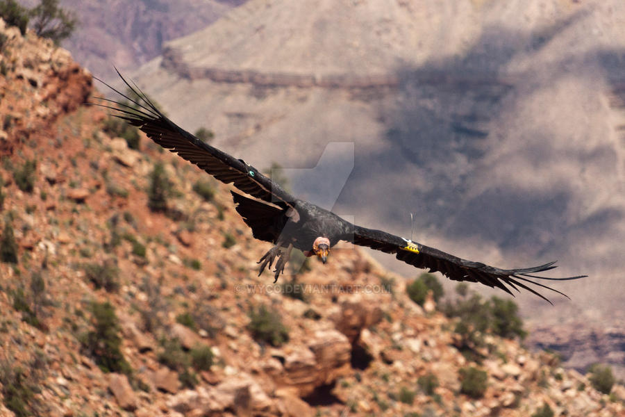 California Condor Animation California Condor by Wyco on DeviantArt