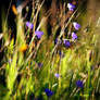 Violet Grass