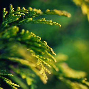 Soft Green by MarcoHeisler