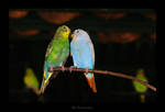 bird's love by MarcoHeisler