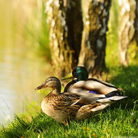 Mr. and Mrs. Duck