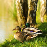 Mr. and Mrs. Duck by MarcoHeisler