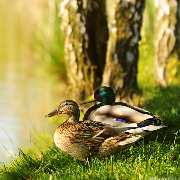 Mr. and Mrs. Duck