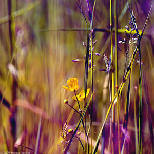 The Fields Of Color IV