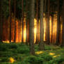 Backlit Forest