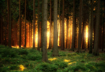 Backlit Forest