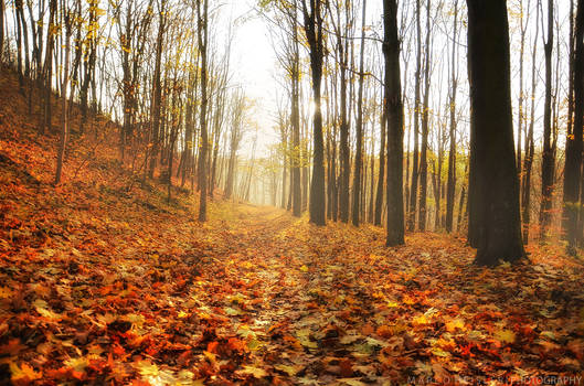 Carpet Of Leaves