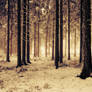 Enlightened Forest