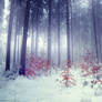 Silent Winter