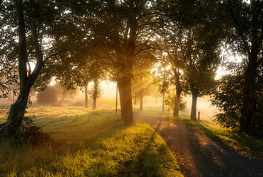 Morning Path by MarcoHeisler