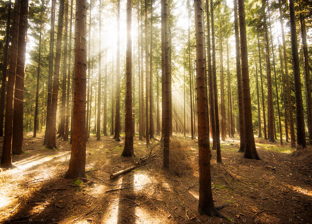 Forest Light