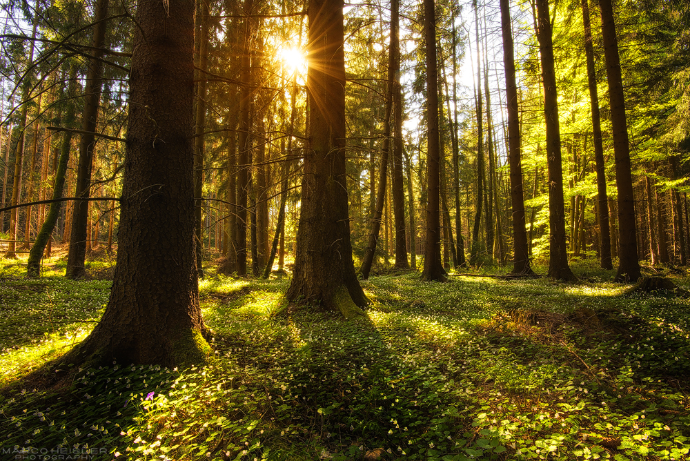 Spring Forest by MarcoHeisler on DeviantArt