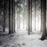 Enlightened Forest