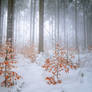Mystery Of Cold