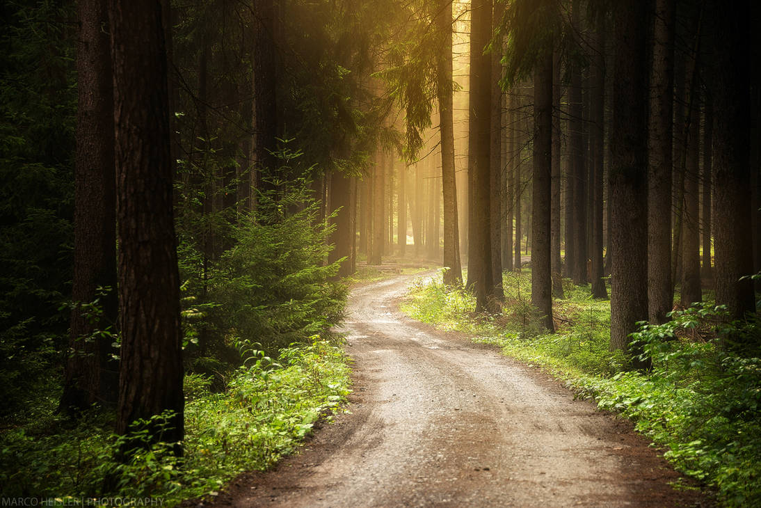 Forest Story by MarcoHeisler on DeviantArt