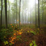 Autumn's Signs