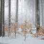 Cold Paradise