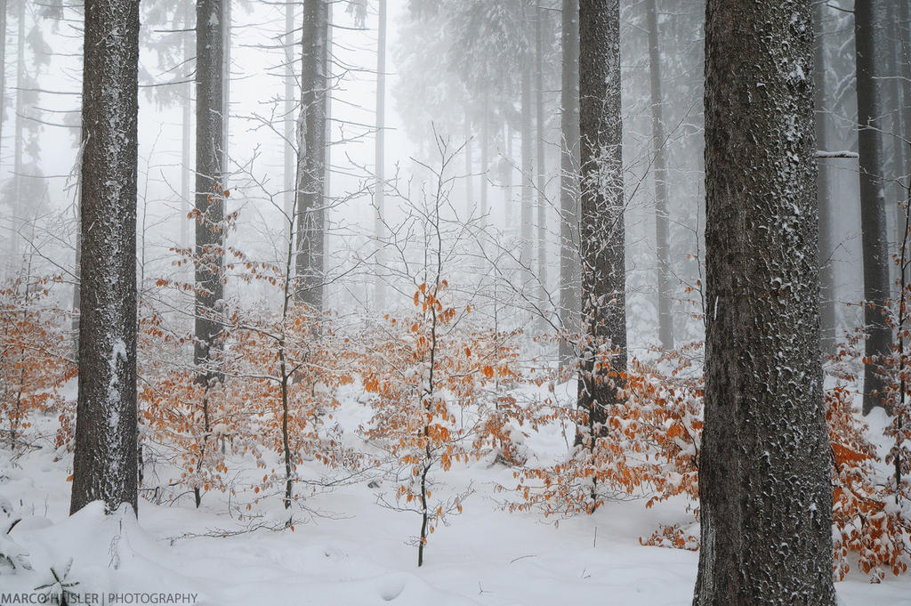 Cold Paradise
