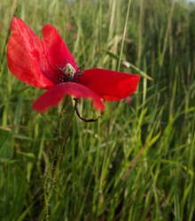 Red Poppy