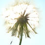 Sunlight dandelion2