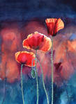 Poppy... by Takir