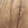 woody