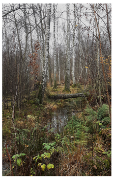 Autumn Woods