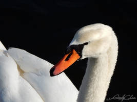 Swan