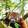 Red panda capture 2 