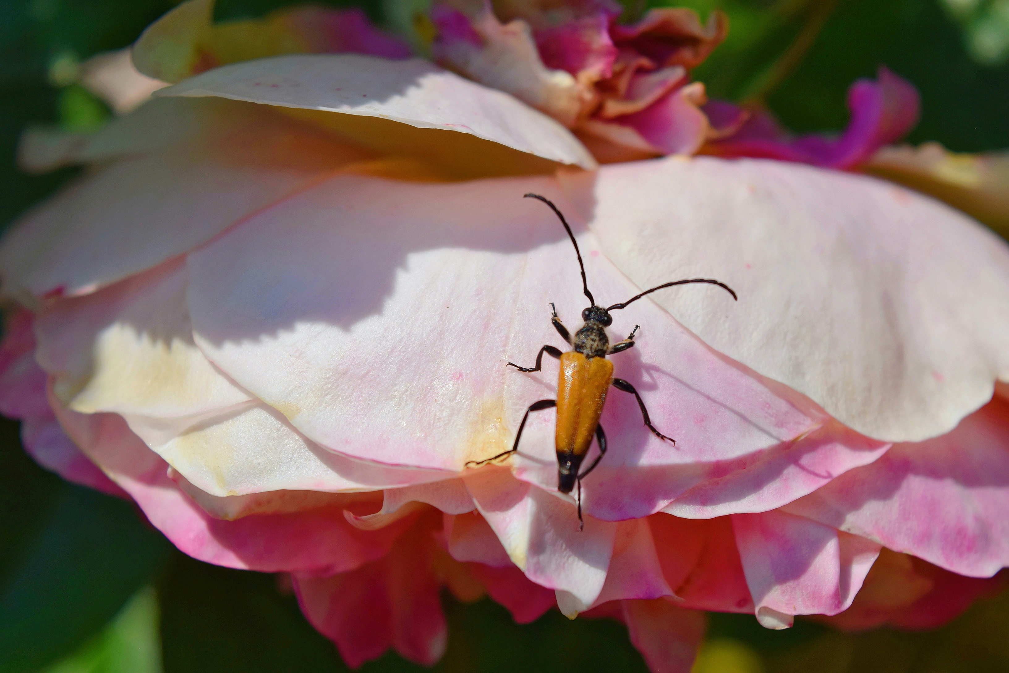 Insect capture by Caroligraphy on DeviantArt