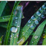 Nature Freshness