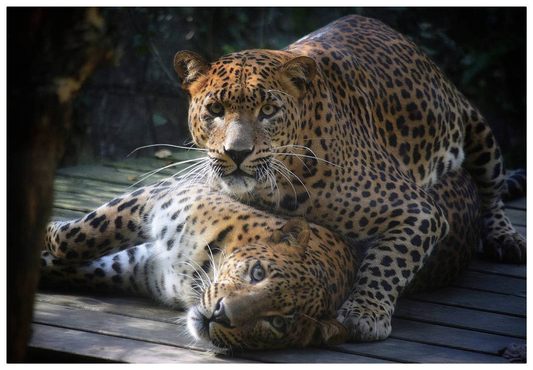 Leopards by Caroligraphy on DeviantArt