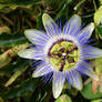 Passiflore Bleue