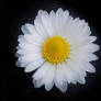 Paquerette