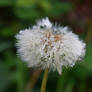 Dandelion With Raindrops
